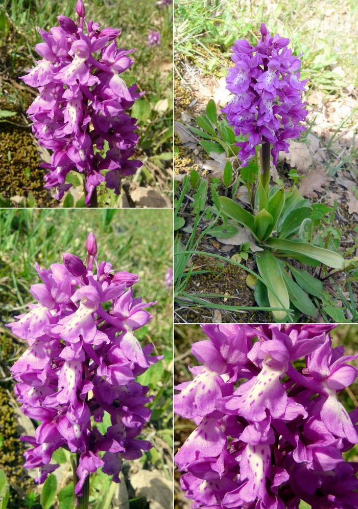 Orchidee in Sardegna, un fine settimana a 78 giri!